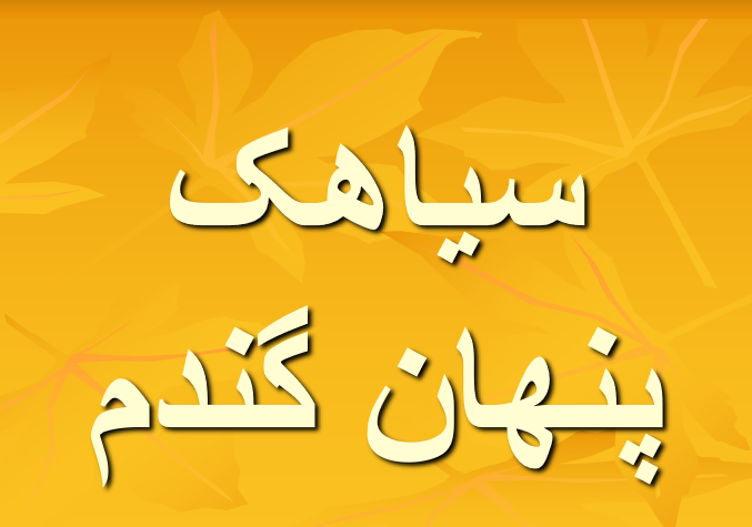 دانلود-پاورپوینت-سیاهک-پنهان-گندم